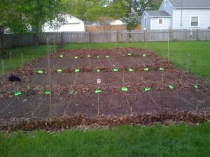 Garden 2009