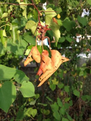 Dry Leaves