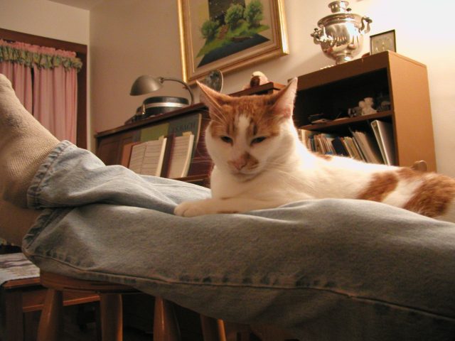 Macallan on legs
